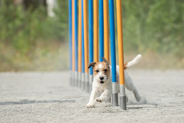 Parson Russell Terrier doing slalom on a dog agility course