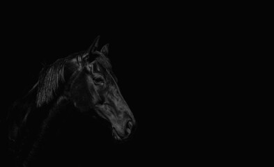 Obraz na płótnie Canvas Portrait of a beautiful black stallion on a black background