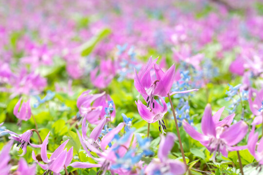 浦臼町 Images Browse 64 Stock Photos Vectors And Video Adobe Stock