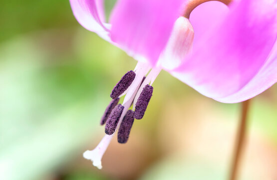 エゾエンゴサク Images Browse 423 Stock Photos Vectors And Video Adobe Stock