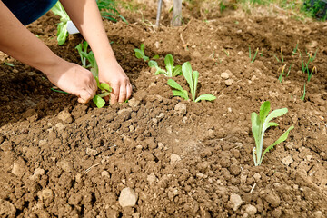 Hands of woman planting young lettuce seedlings in the soil. Horticulture sostenible. gardening hobby. Healthy organic food concept.