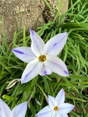white 6 petals and blue dot of Nira flower in spring Japan garden