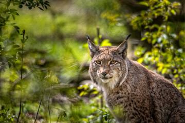 European lynx photographed in a nature wildlife park.