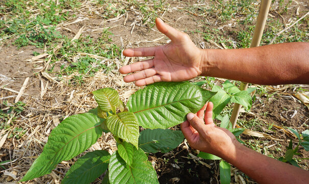 Hand holding Mitragyna speciosa leaves of the kratom plant a healthy medicinal plant for aches and pains planted in the agricultural garden