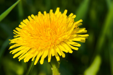 Dandelion, a yellow flower in the sunshine.