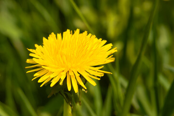 Dandelion, a yellow flower in the sunshine.