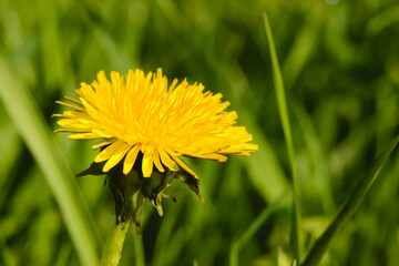 Dandelion, a yellow flower in the sunshine.