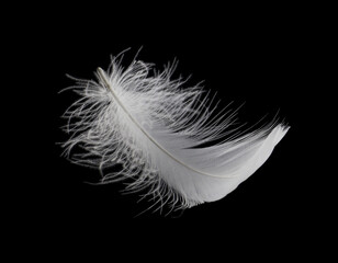 White Bird Feather Isolated on Black Background. Swan Feather