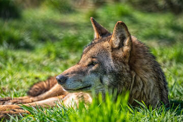 European wolf photographed in a nature wildlife park.