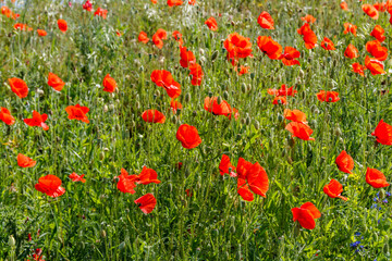 Red poppy flowers on a green meadow
