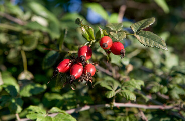 Rose hip branches with red fruits on autumn seaso
