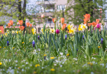 Spring season. Blossom flowers in the garden. Sunny day.