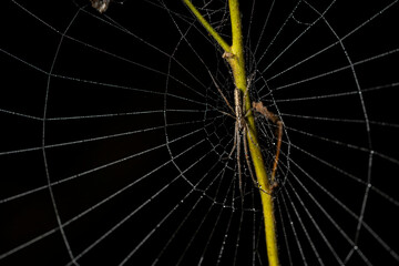 A long jawed orb weaver spider disguised and walking on a  branch