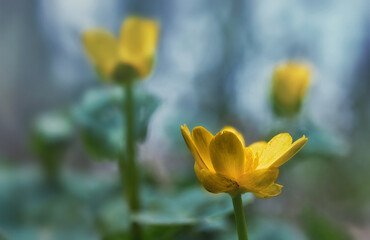 Yellow Ficaria verna flowers with blurred blue background. spring story picture