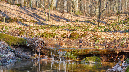 Stream in the spring forest. Melt water sparkles among dry leaves and bare trees. In early spring, only moss and blackberry leaves turn green