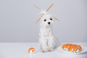 Funny dog with sushi rolls, sashimi. Sushi puppy with chopsticks. Advertising of japanese food. Japanese sushi style.