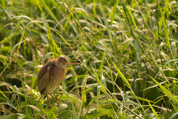 a yellow bittern sitting on vegetation grown in a lake