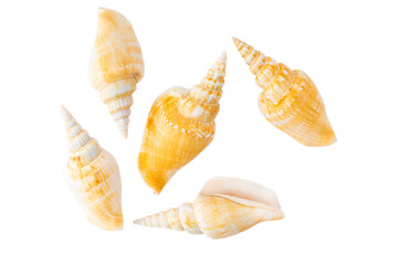 Composition of isolated exotic sea shells on white background top view