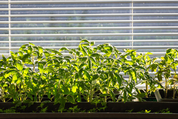 Seedlings of tomatoes on the table in boxes. Green seedlings on the window, blinds are visible. Outside the window the sun, light falls on the sprouts.