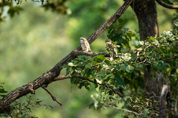 spotted owlet or Athene brama owl bird pair perched on branch in natural green background at forest...