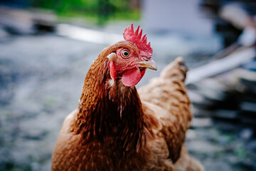 Kura w gospodarstwie domowym z pięknym czerwonym grzebieniem na głowie © Beenis