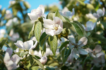 Obraz premium blooming apple quince tree in spring on natural background 
