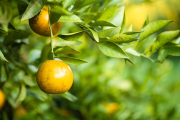 Ripe oranges on branches have green leaves Orange in farm with copy space.