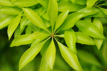 Naklejka premium 鮮やかな緑