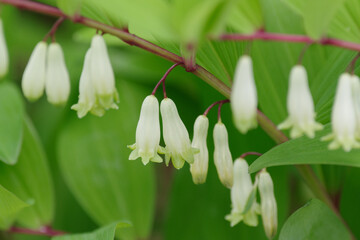 東京港区赤坂5丁目のアマドコロ
