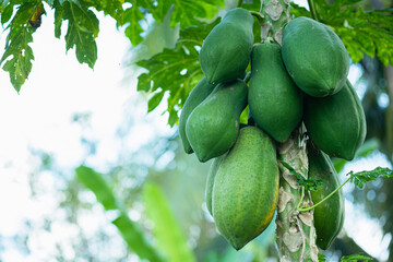 The unripe papaya fruit has a green color on the tree.Raw papaya and copy space. - obrazy, fototapety, plakaty