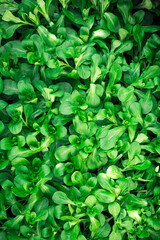 Full frame close up of wet fresh green lamb?s lettuce (valerianella) Valerianella locusta