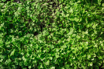 Winter purslane in macro closeup, organic cultivated garden plants, healthy green vegetables.