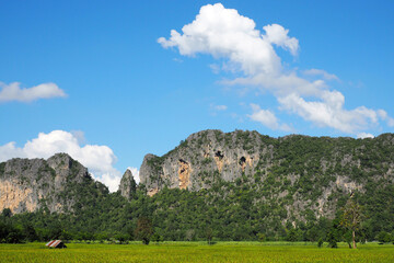 blue sky mountain with green farm rice.