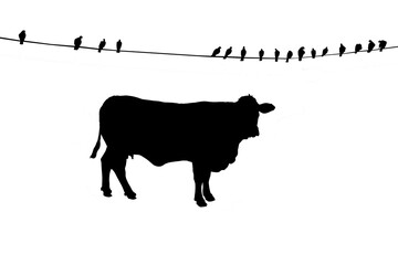 Big cow and little birds hold on rope line fill in black color on white