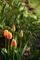 Tulips buds in spring garden, peonies plants, space for text.