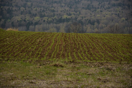 Field with green young cerel grain seedlings in mountains