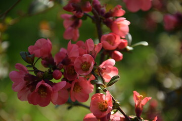 Fototapeta na wymiar Chaenomeles japonica flowers on branch, pink spring flowers of blooming quince on shrub. Pink flowers background.