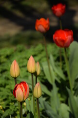Red tulips blooming and flower buds on bokeh garden background, space for text.