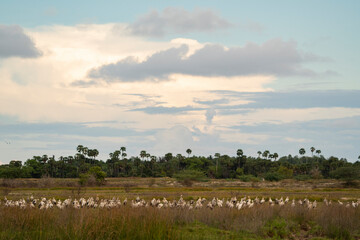 Fototapeta premium A flock of asian openbill storks resting during sunset in marshland