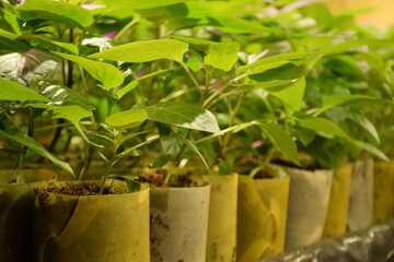 Growing pepper seedlings for greenhouse production, pots and plants, pepper production, young organic seedlings of paprica.