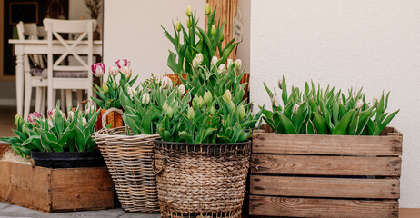Tulipany w dużych ilościach nasadzone w ozdobnych donicach dekorują nowoczesny taras w nowoczesnym domu parterowym - obrazy, fototapety, plakaty