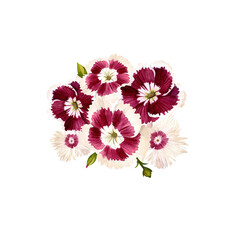 Carnation Turkish, or bearded. Vintage watercolor botanical illustration of burgundy small flowers on an isolated white background.