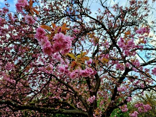 pink cherry blossom