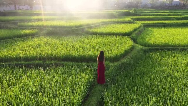 A woman wearing a red dress walking in rice terrace exploring cultural landscape on exotic vacation through bali indonesia . Rice field plantation farms on the hills of Java, Indonesia.Aerial video