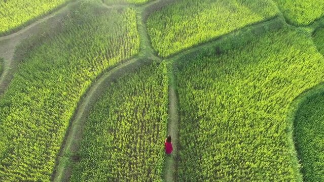 A woman in a red dress walking in rice terrace in Bali indonesia . Rice field plantation farms  of Java, Indonesia. Aerial video