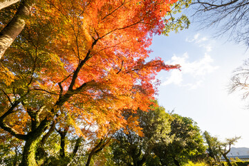 赤く色づいた紅葉、高知公園
