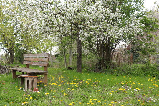 bl&uuml;hender Kirschbaum mit Kr&auml;uterrasen 