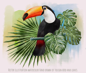 Vector illustration watercolor of toucan bird and leaves.
