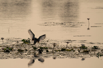 The Magnificent wings of Pheasant tailed jacana  while about to land