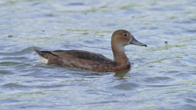 Female duck, rosy-billed pochard, netta peposaca with waterproof wings plumage, swimming rapidly across the lake, dipping its beak in the water and wondering around its surroundings, zoom in shot.